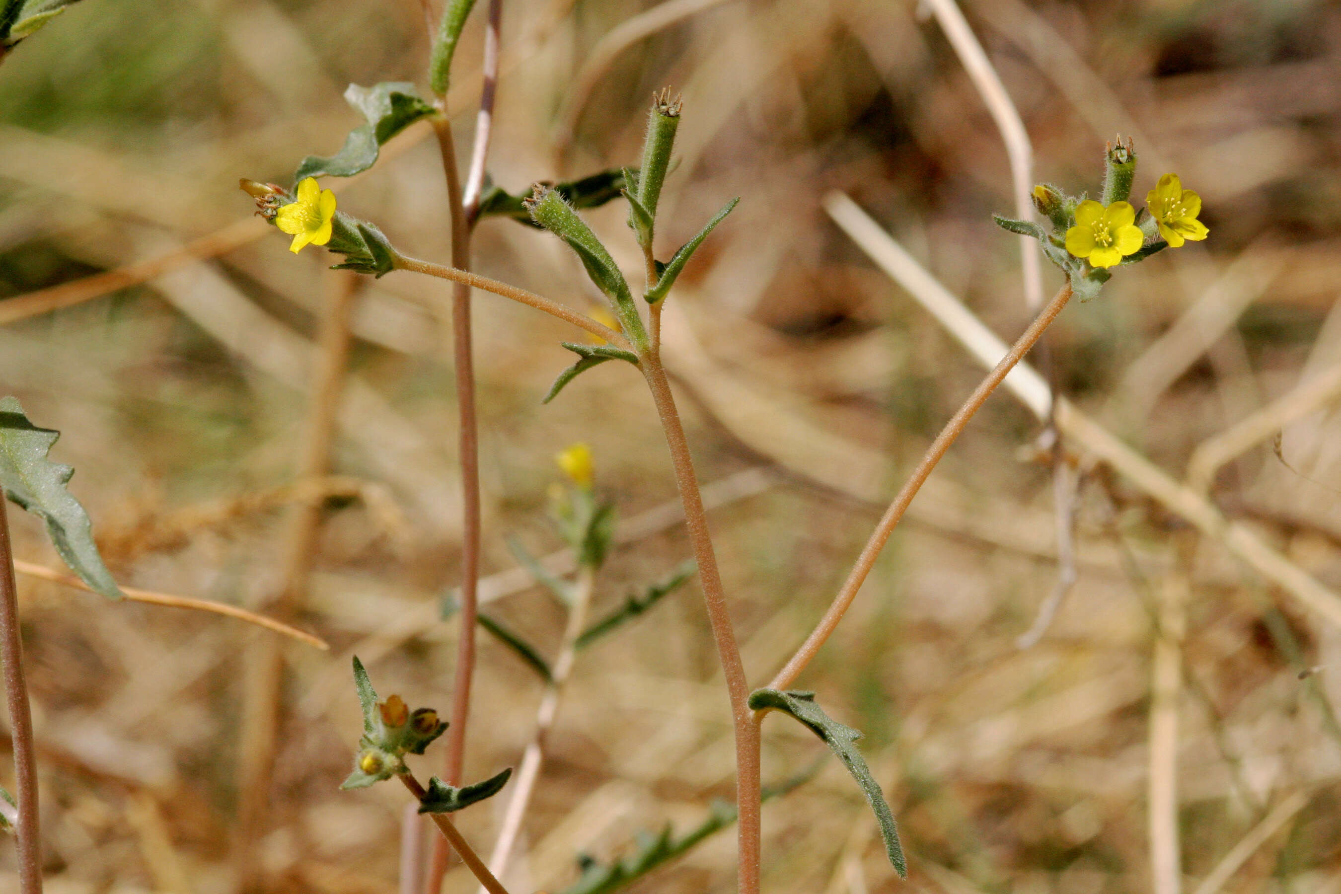 Image of variegated-bract blazingstar