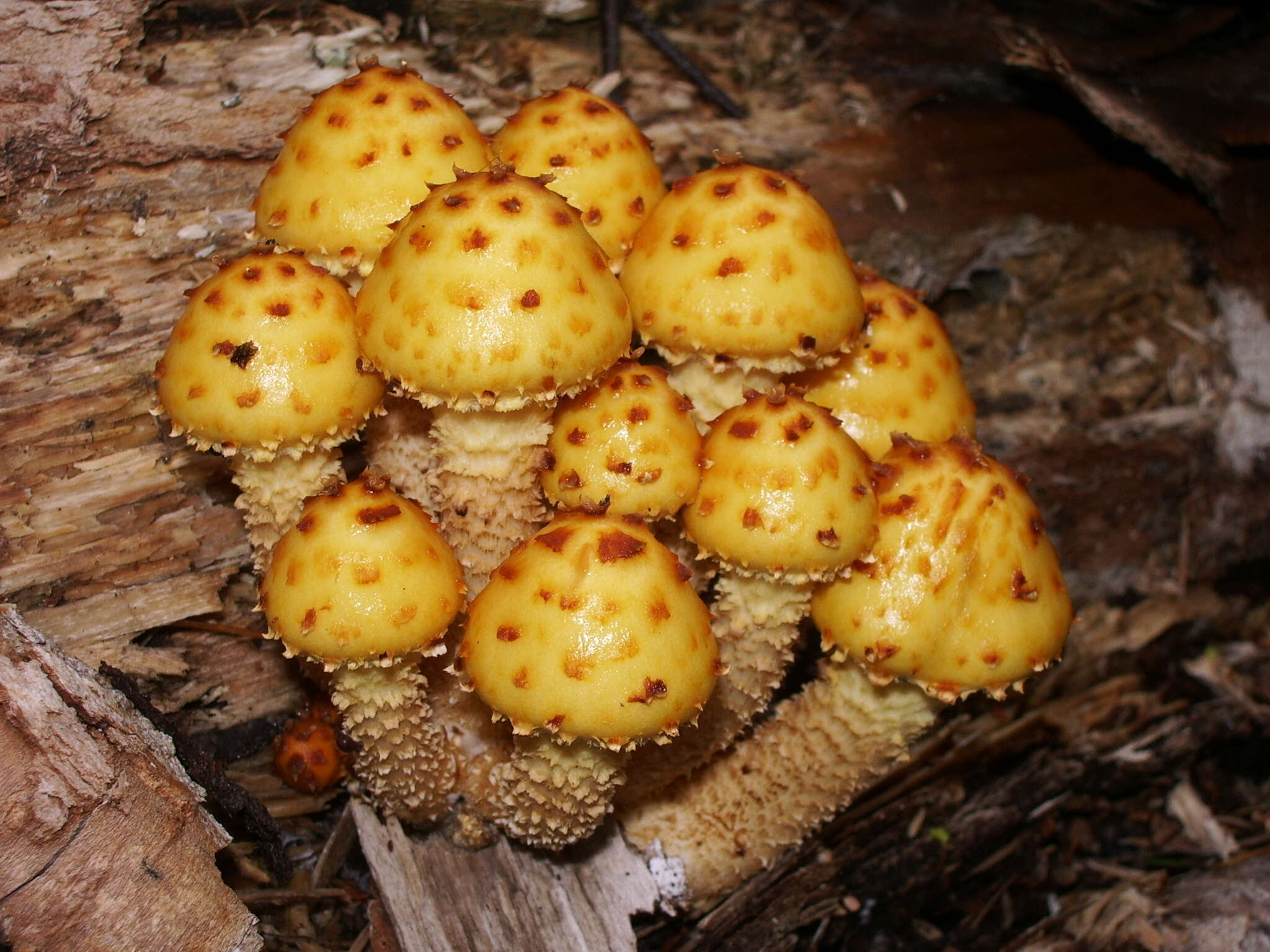 Plancia ëd Pholiota aurivella (Batsch) P. Kumm. 1871