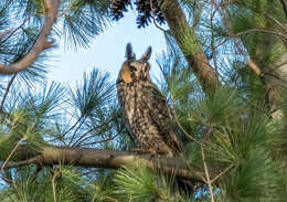 Image of Long-eared Owl