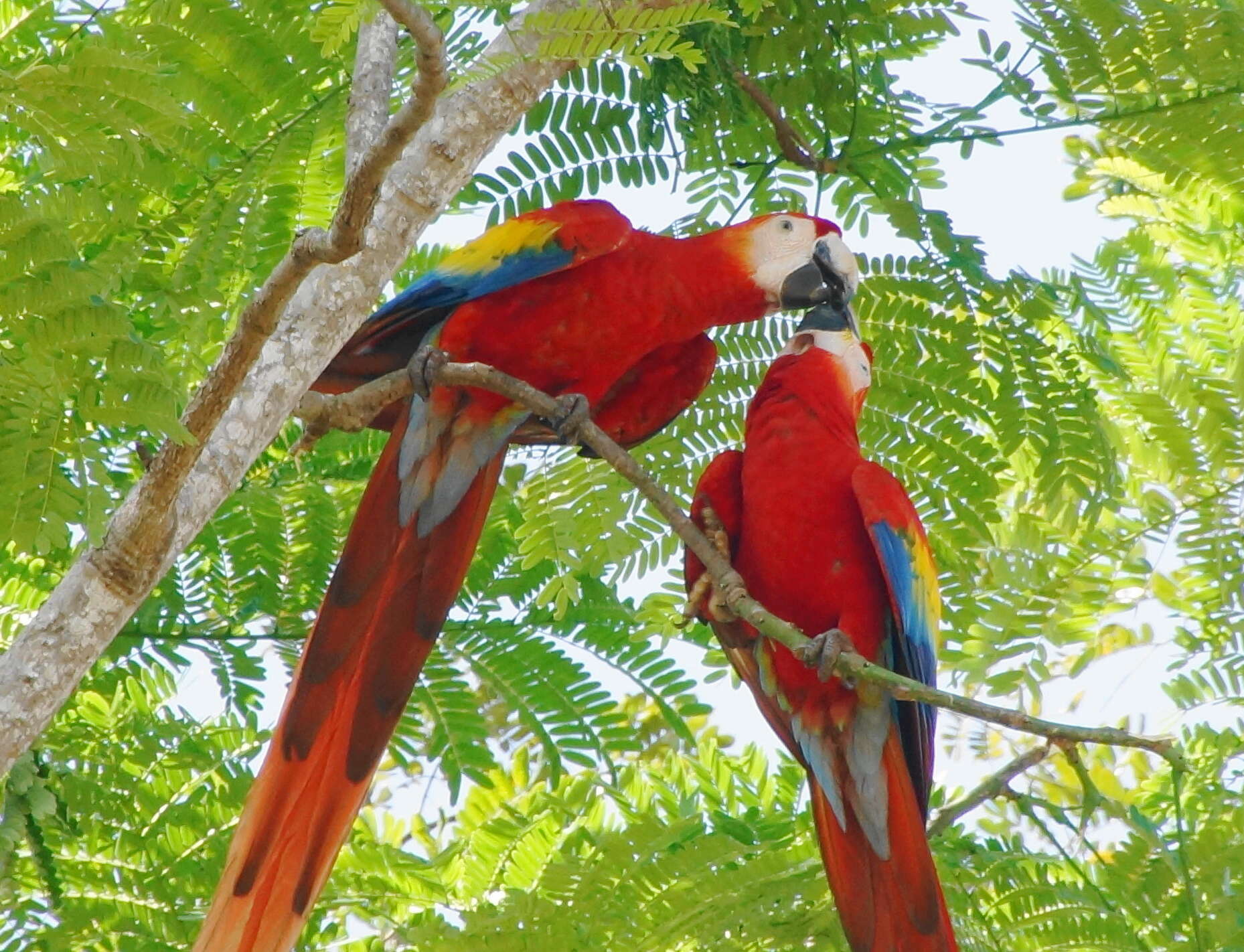 Image of Scarlet Macaw