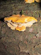 Image of Pycnoporellus fulgens (Fr.) Donk 1971