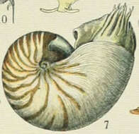 Image of Nautilida Agassiz 1847