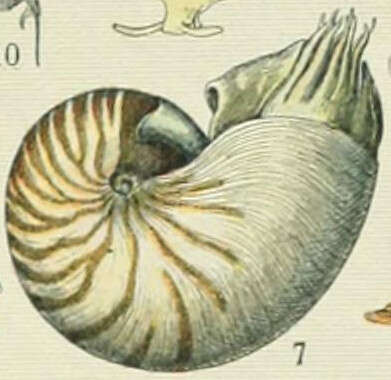 Plancia ëd Nautilida Agassiz 1847