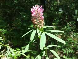 Image of Red Trefoil