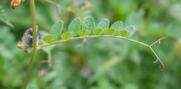 Image of bush vetch