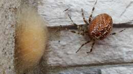 Image of Garden spider