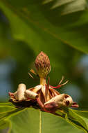 Image of Japanese Big Leaf Magnolia