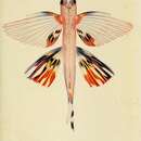 Image of Doublebearded Flyingfish