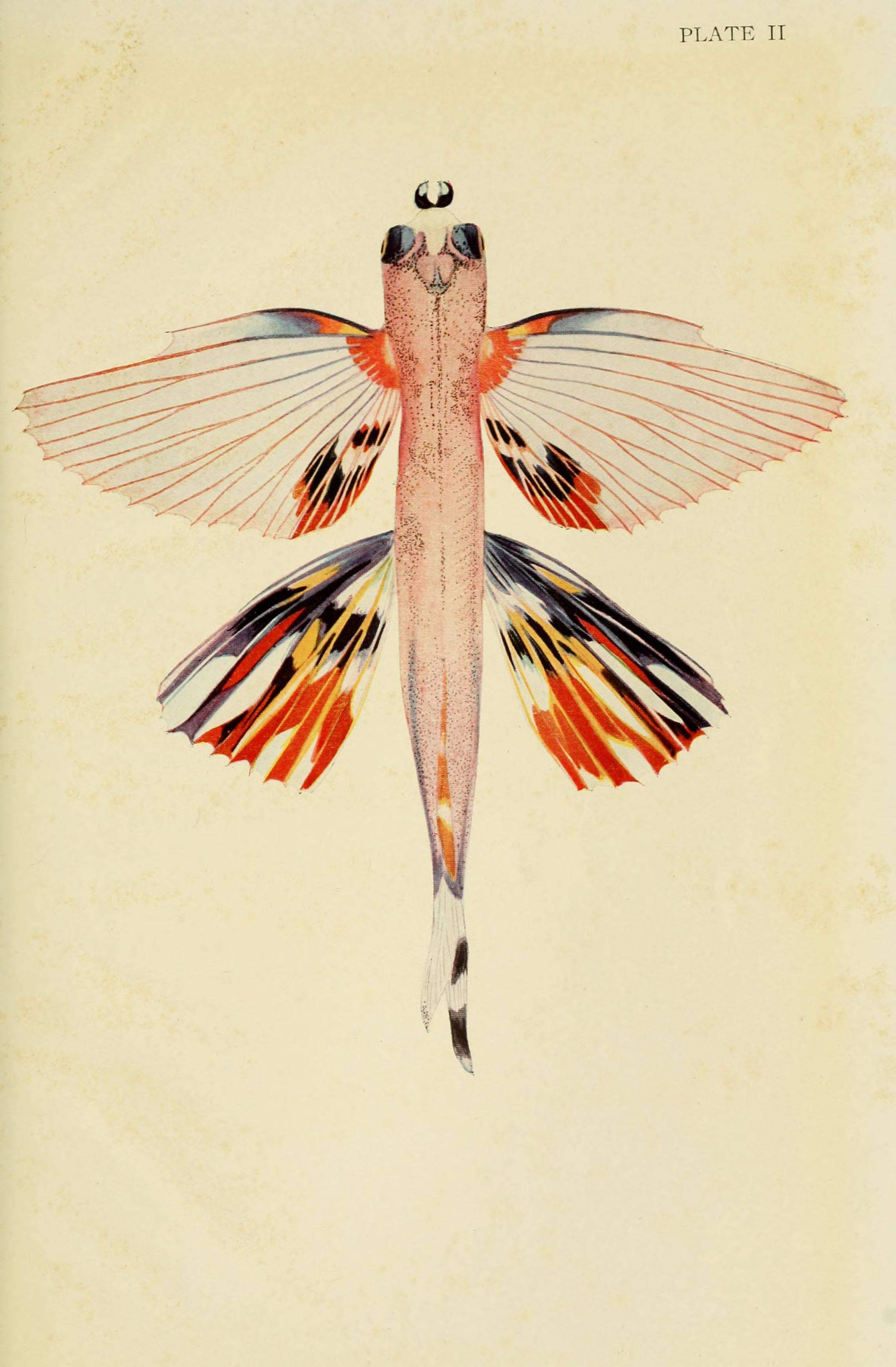 Image of Doublebearded Flyingfish