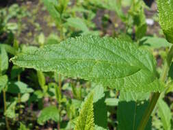 Image of Canada germander