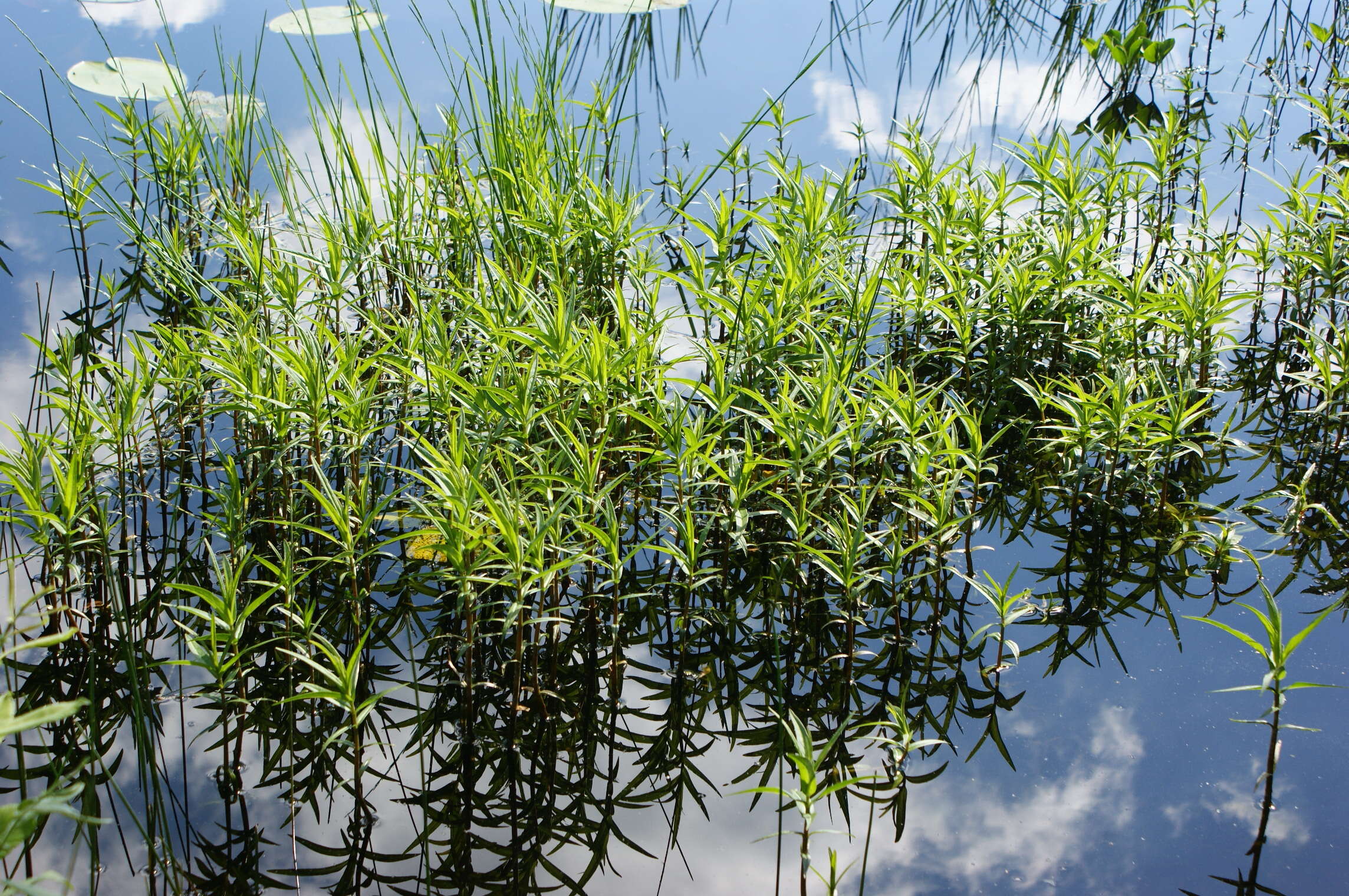 Image of Tufted Loosestrife