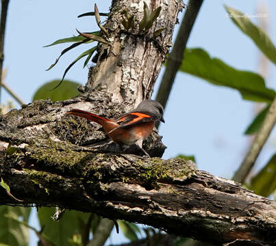 Image of Rosy Minivet