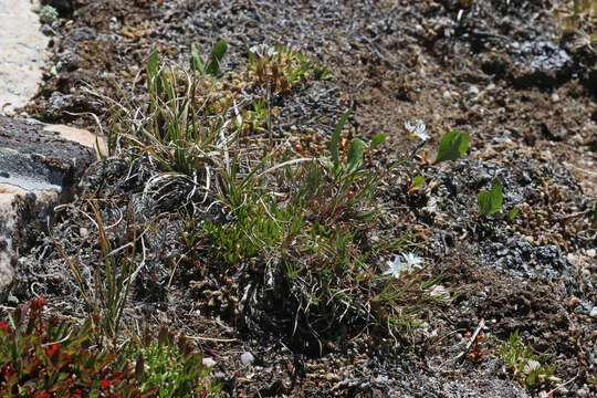 Image of Ballhead Sandwort