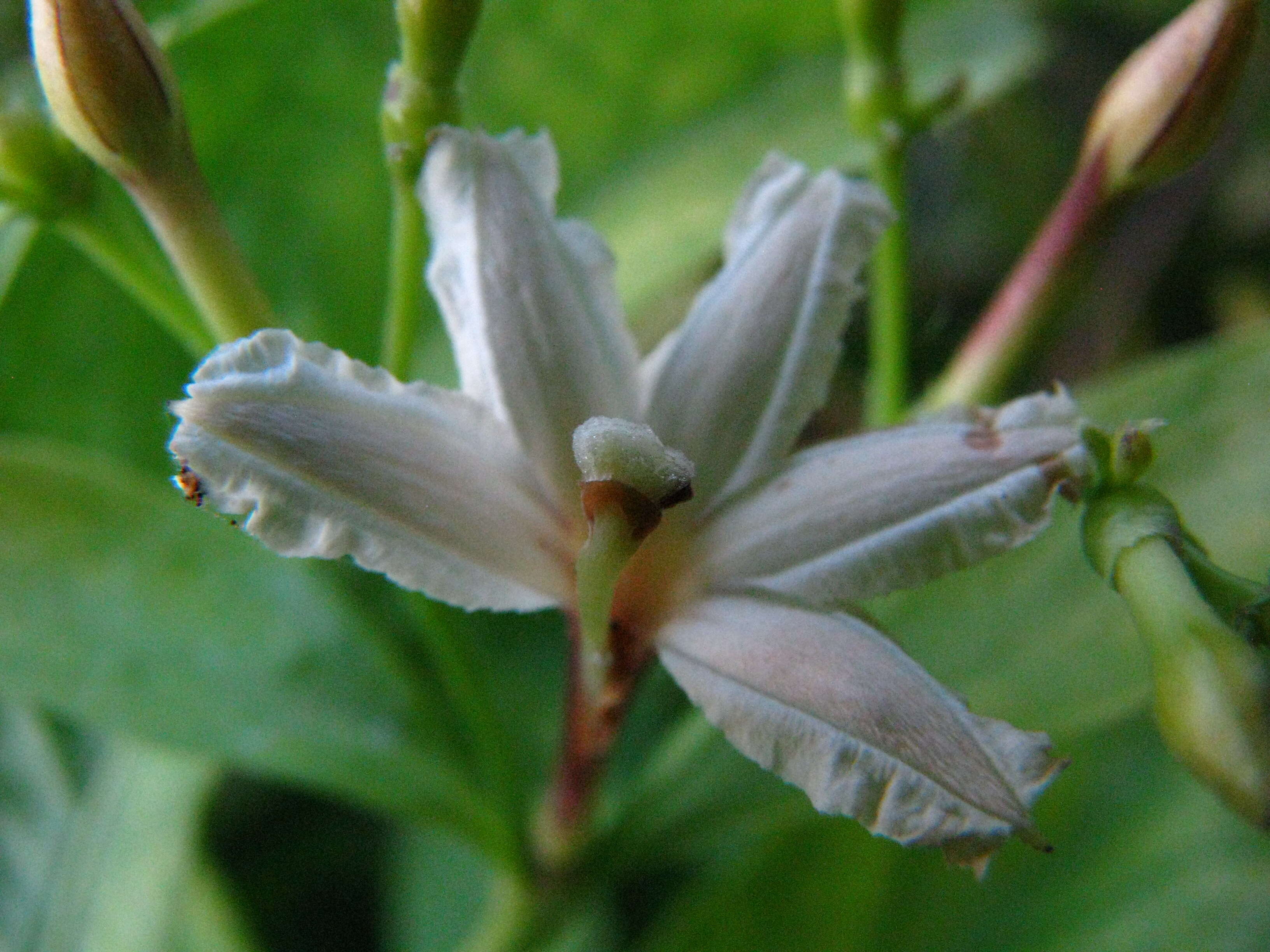 Image de Scaevola gaudichaudiana Cham.