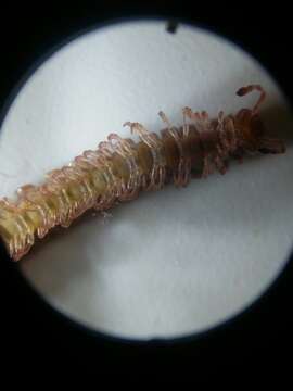 Image of Flat-backed millipede