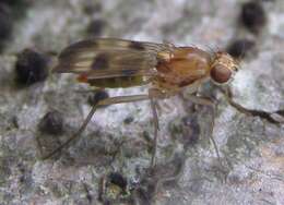 Image of druid flies