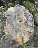 Image of Native oyster