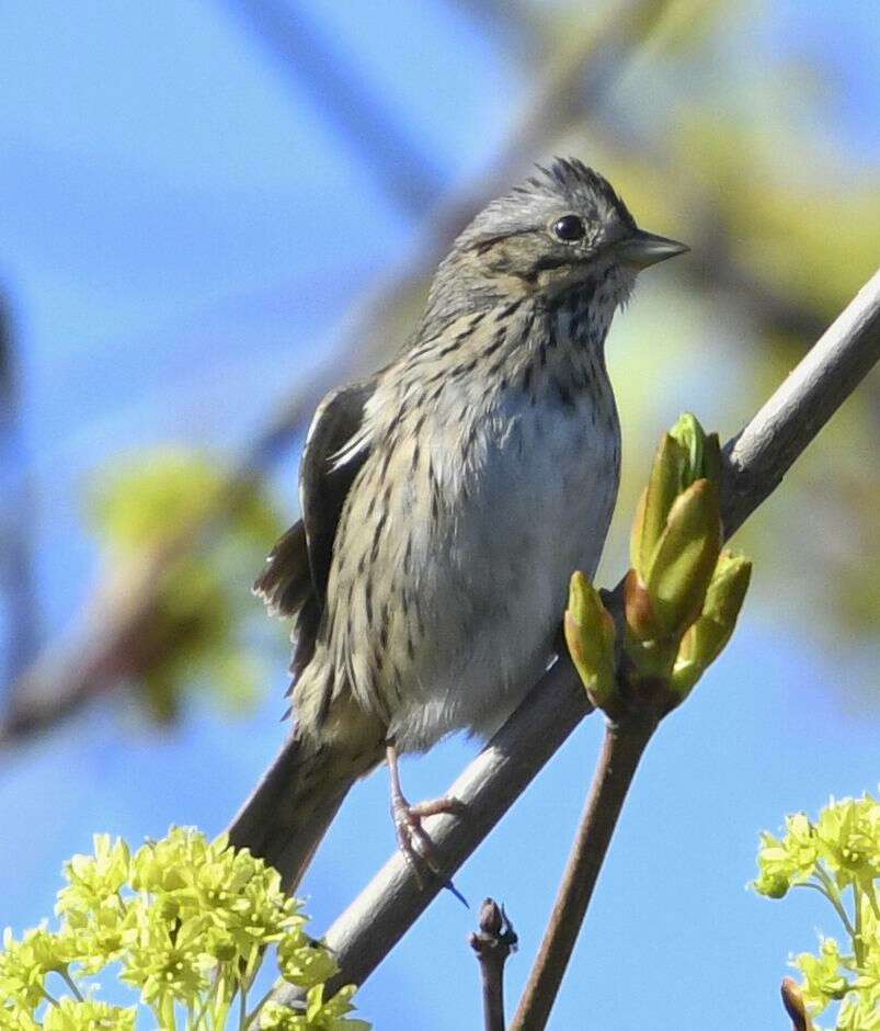 Image of Lincoln's Sparrow