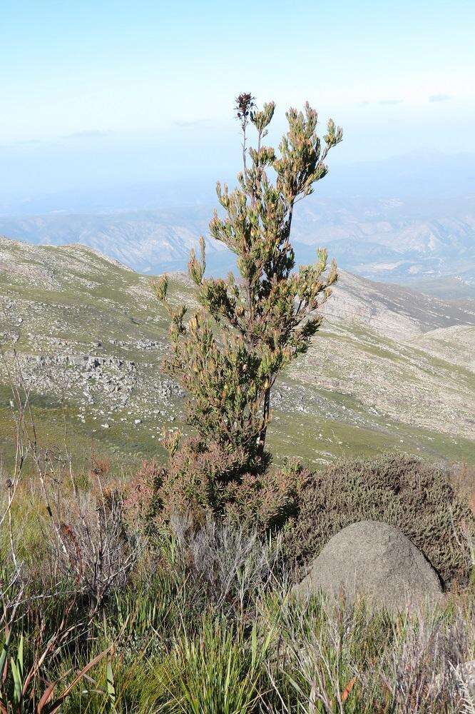 Sivun Leucadendron loeriense I. Williams kuva