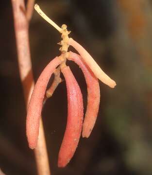 Image de Cyrtosia septentrionalis (Rchb. fil.) Garay