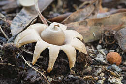 Plancia ëd Geastrum triplex Jungh. 1840