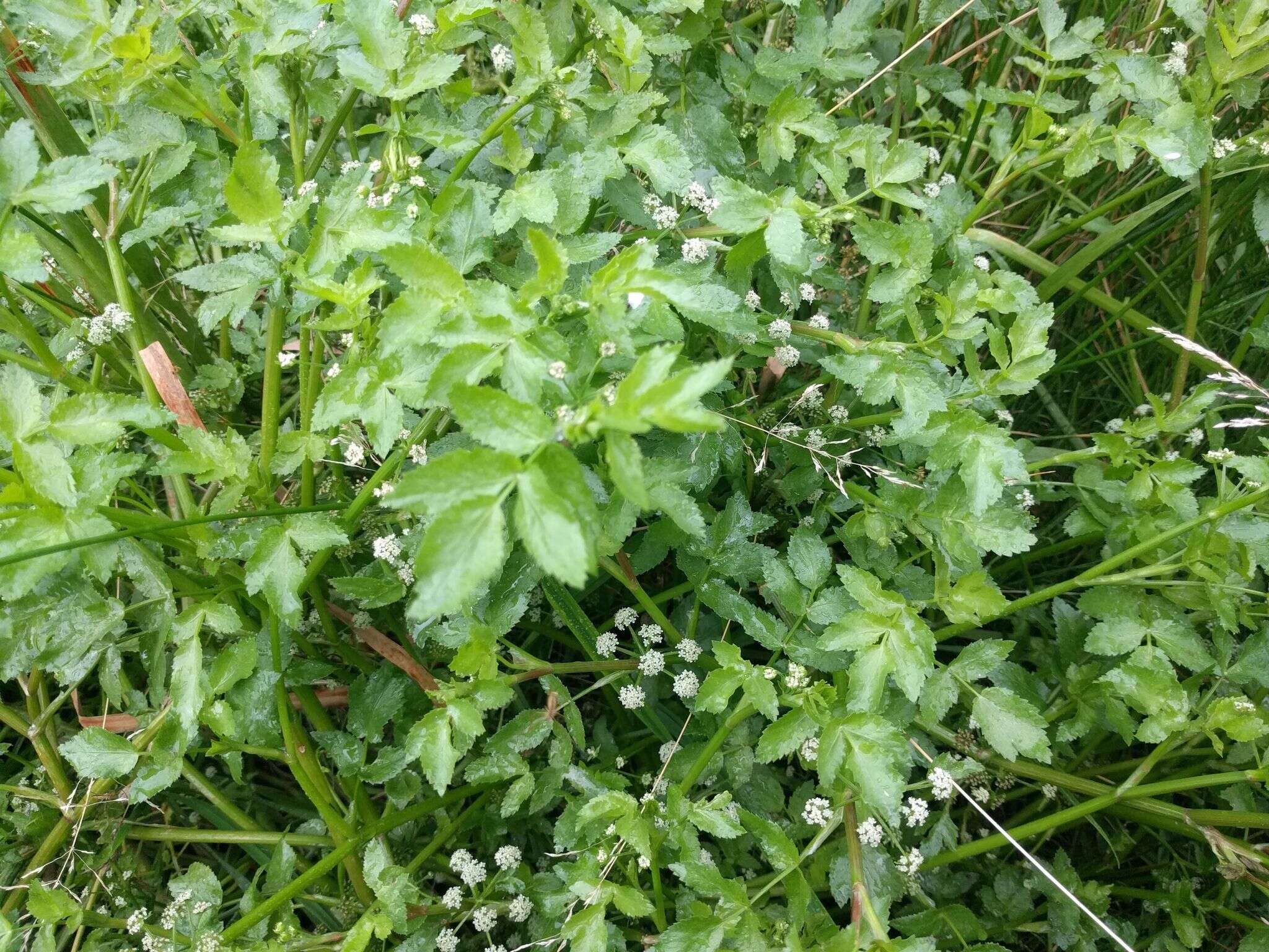 Image of Fool's-Watercress