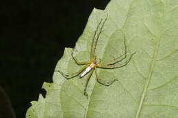 Image of Oxyopes shweta Tikader 1970