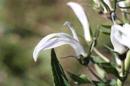 Lobelia nicotianifolia Roth resmi