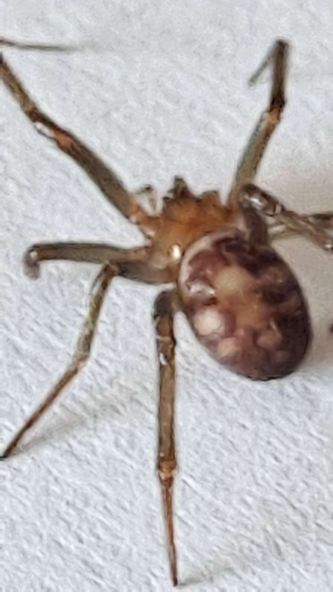 Image of False black widow