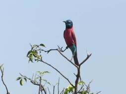 Image of Northern Carmine Bee-eater