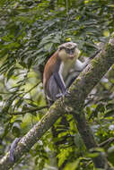 Image of Mona Guenon