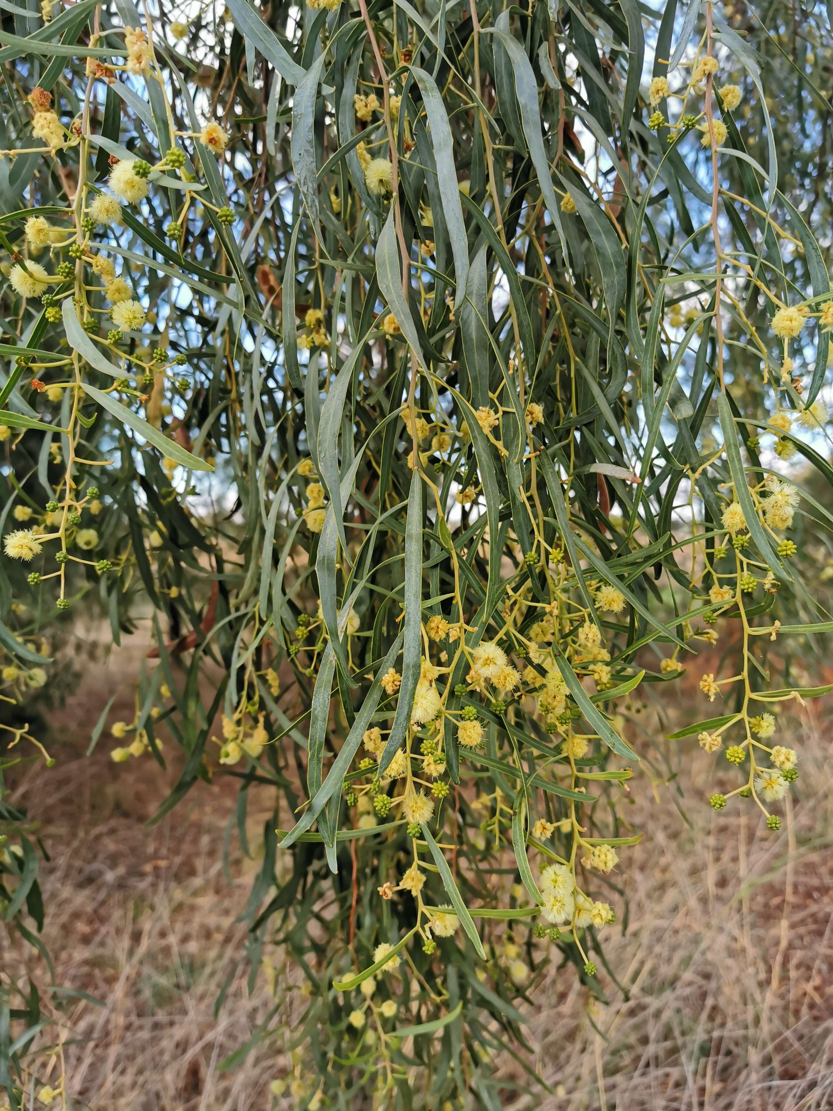 Acacia salicina Lindl. resmi