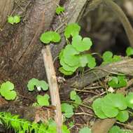 Image of Ivy-leaved Toadflax