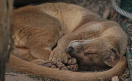 Image of fossa