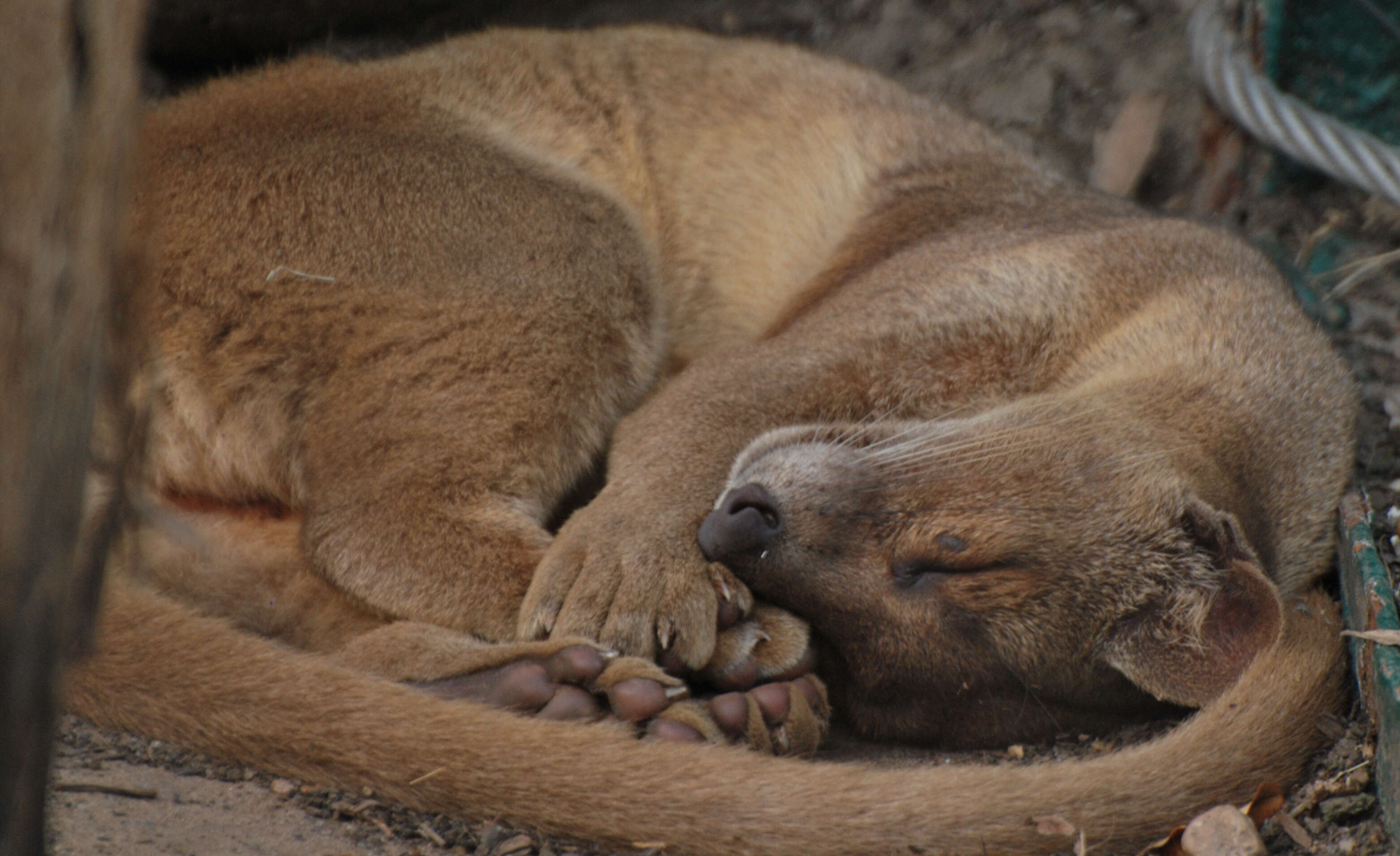 Image of fossa