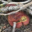 Imagem de Gastroboletus amyloideus Thiers 1969