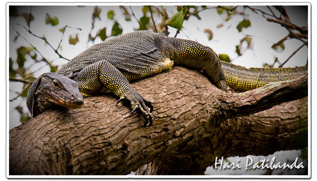 Image of monitor lizards