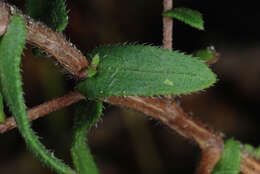 Image of largeflower aster