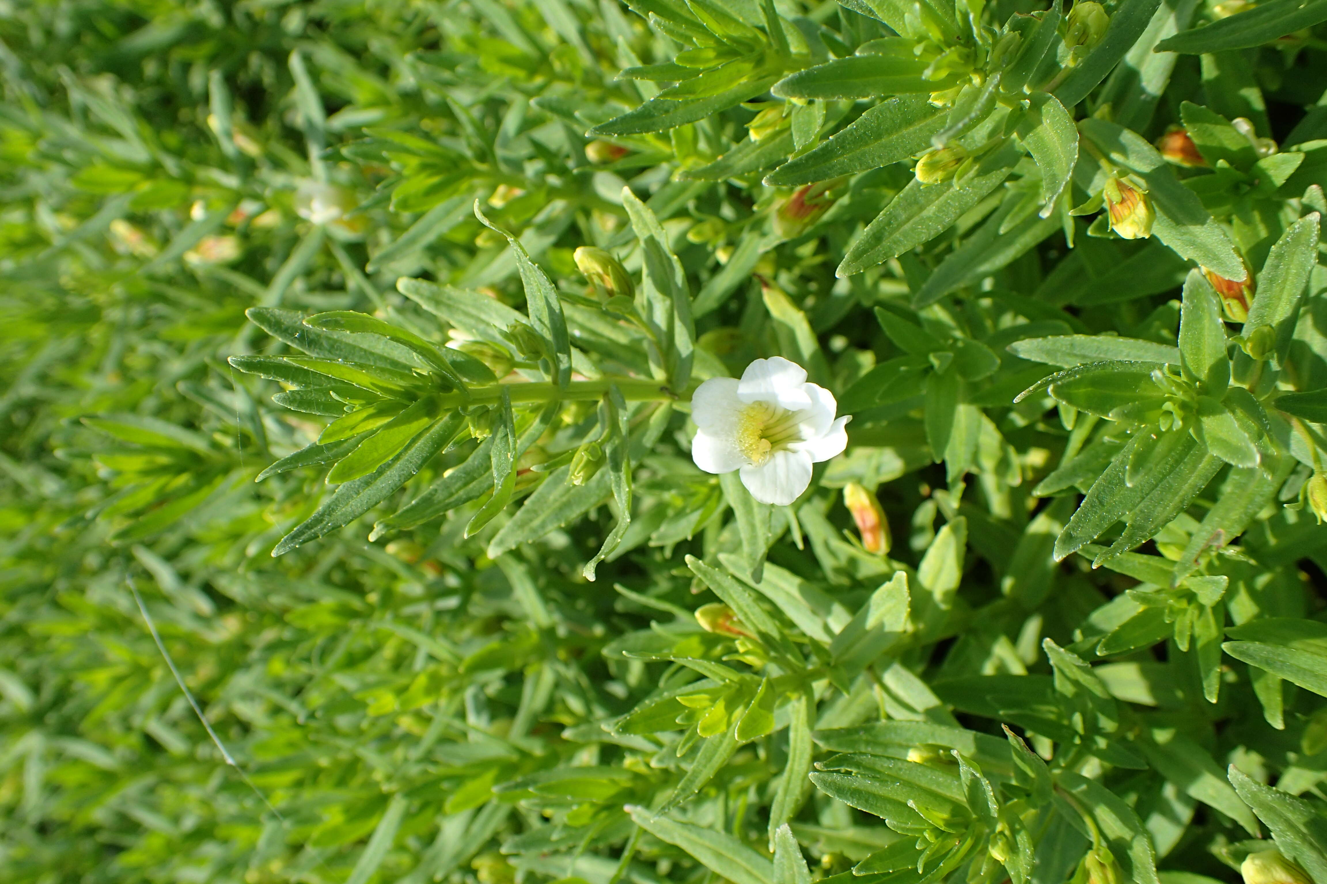 Image de Gratiole Officinale