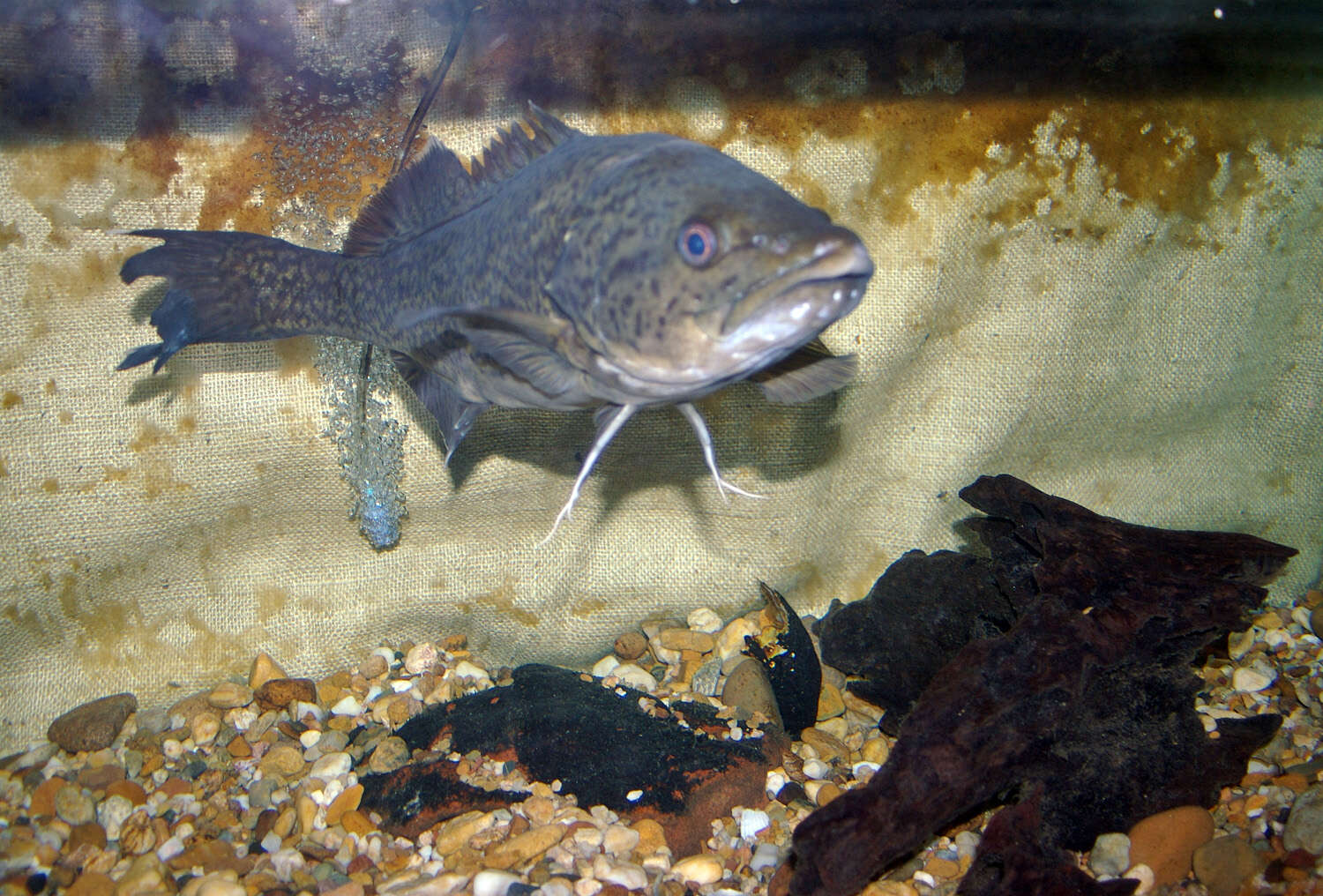 Image of Murray cod