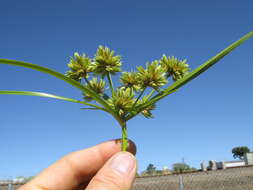 Слика од Cyperus eragrostis Lam.