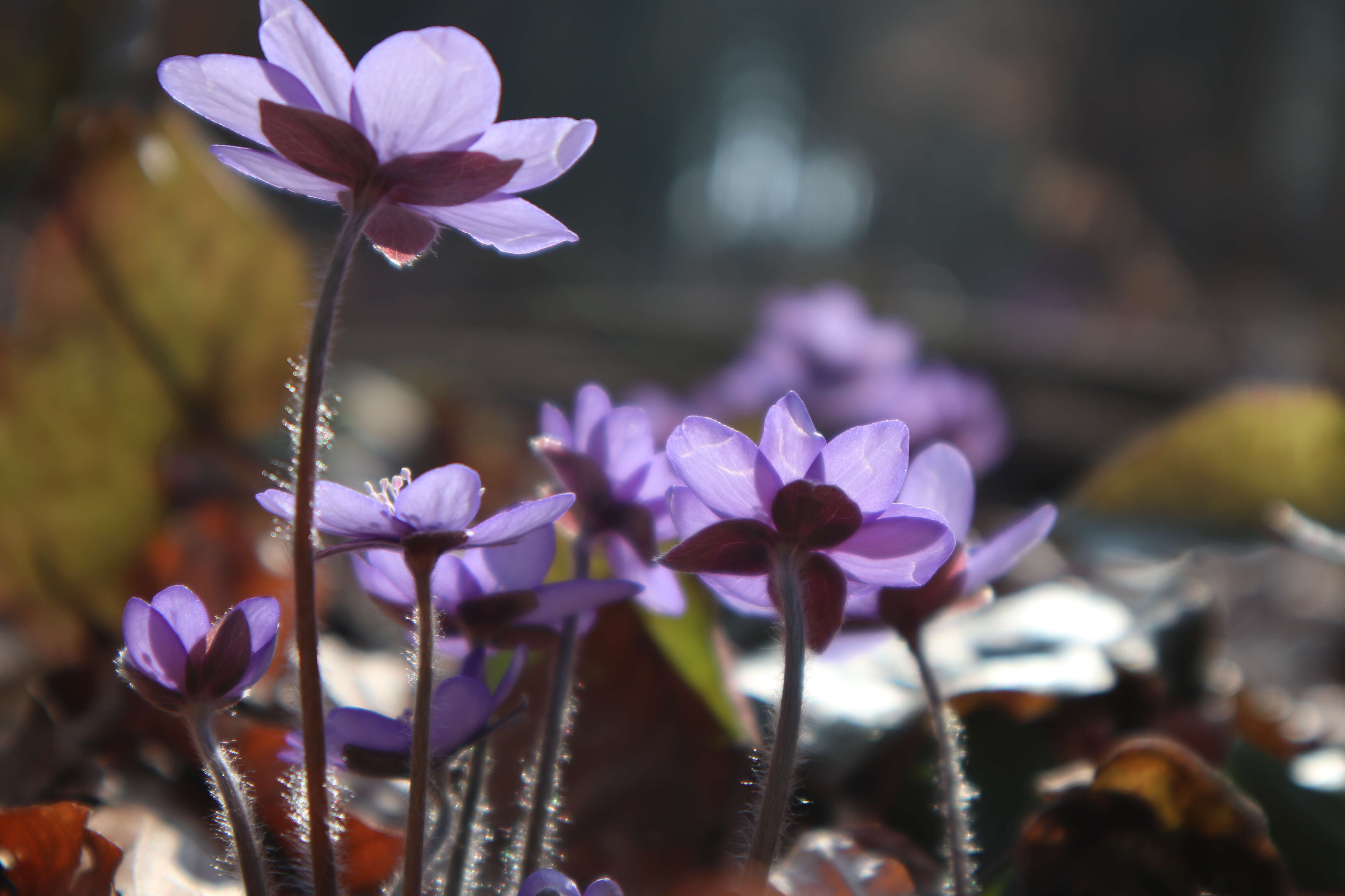 Plancia ëd Hepatica nobilis Schreb.