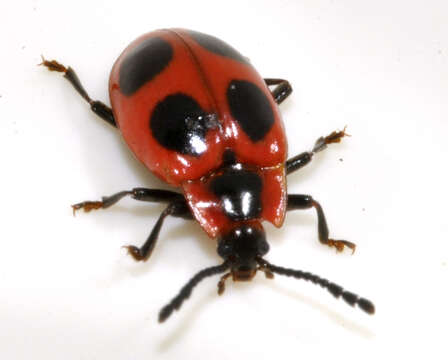Image of False Ladybird