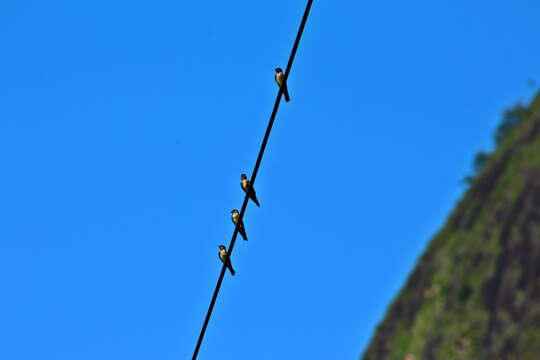 Image of Southern Rough-winged Swallow