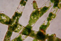 Image of weft fern