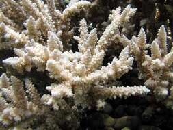 Image of Staghorn coral