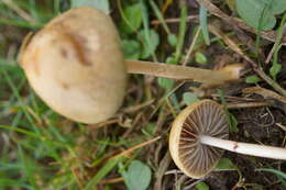 صورة Protostropharia semiglobata (Batsch) Redhead, Moncalvo & Vilgalys 2013