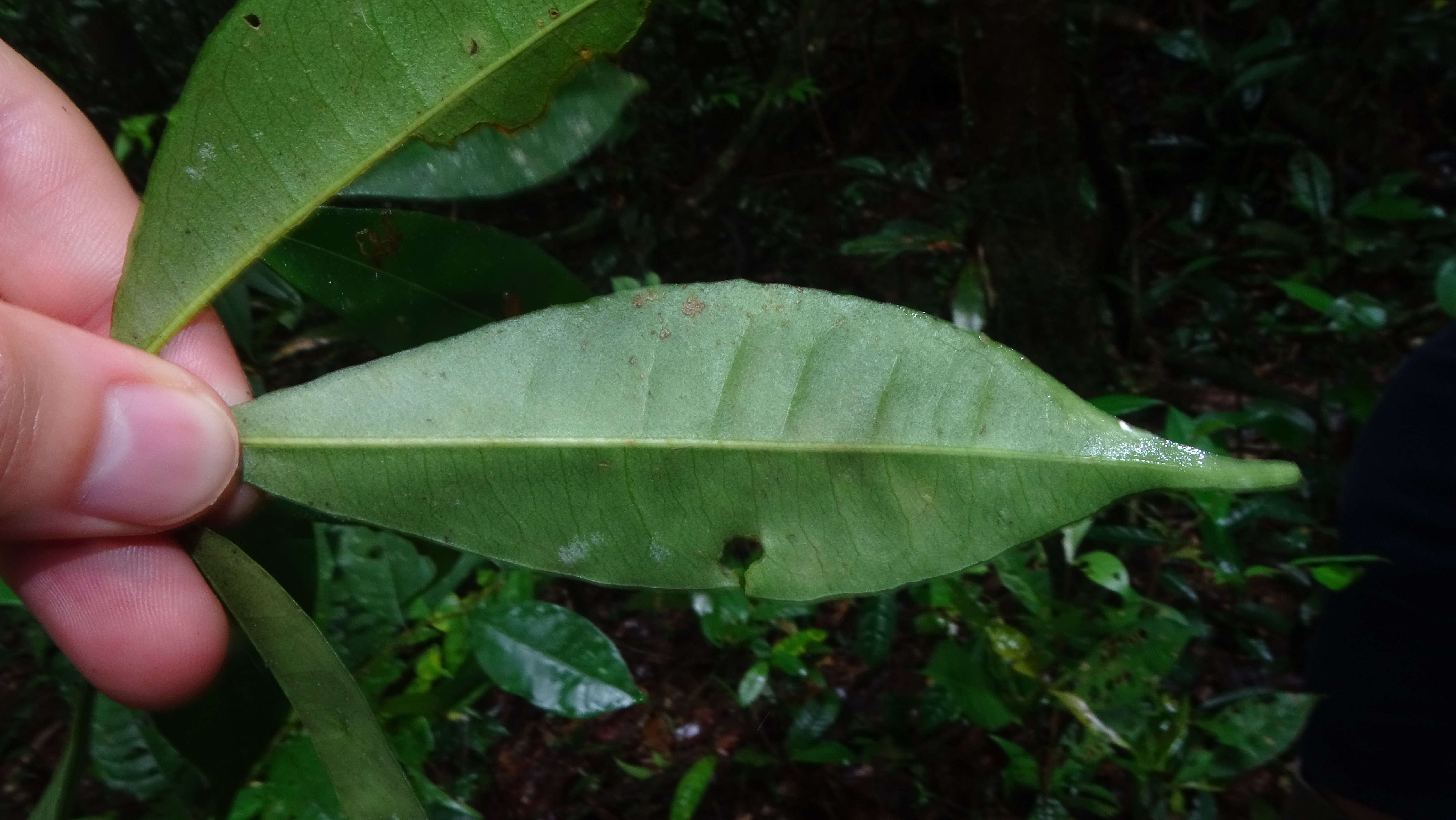 Image of Raputia aromatica Aubl.