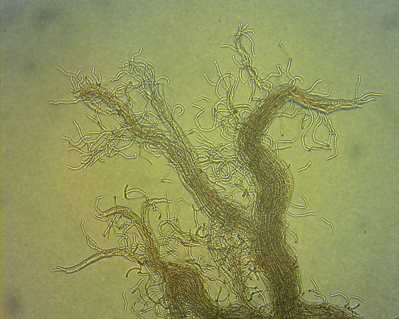 Image of Nostoc Vaucher ex Bornet & Flahault 1886