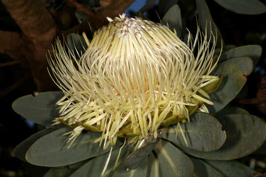 Image de Protea nitida Mill.